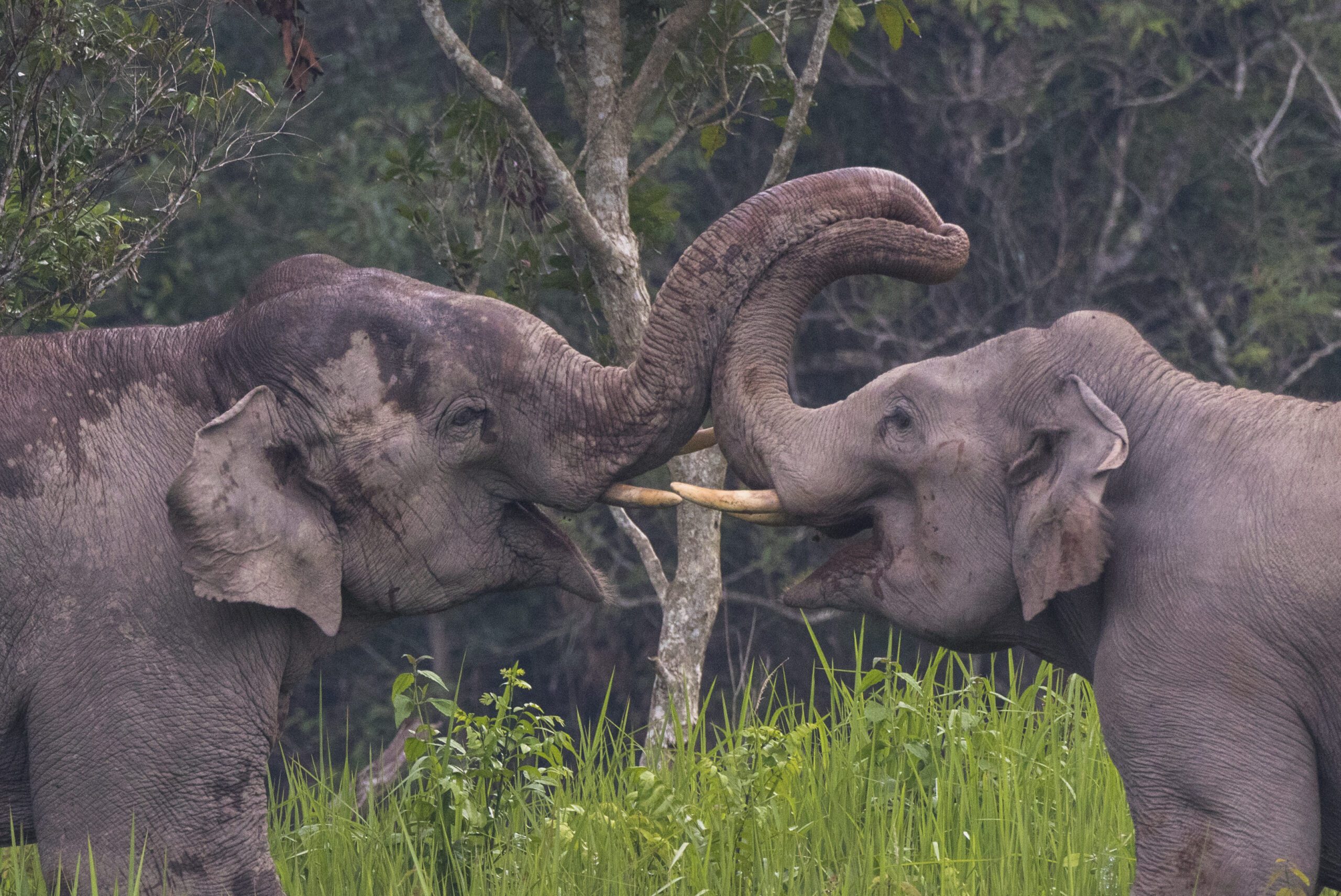 Strand & Olifant (8 dagen, 7 nachten)
