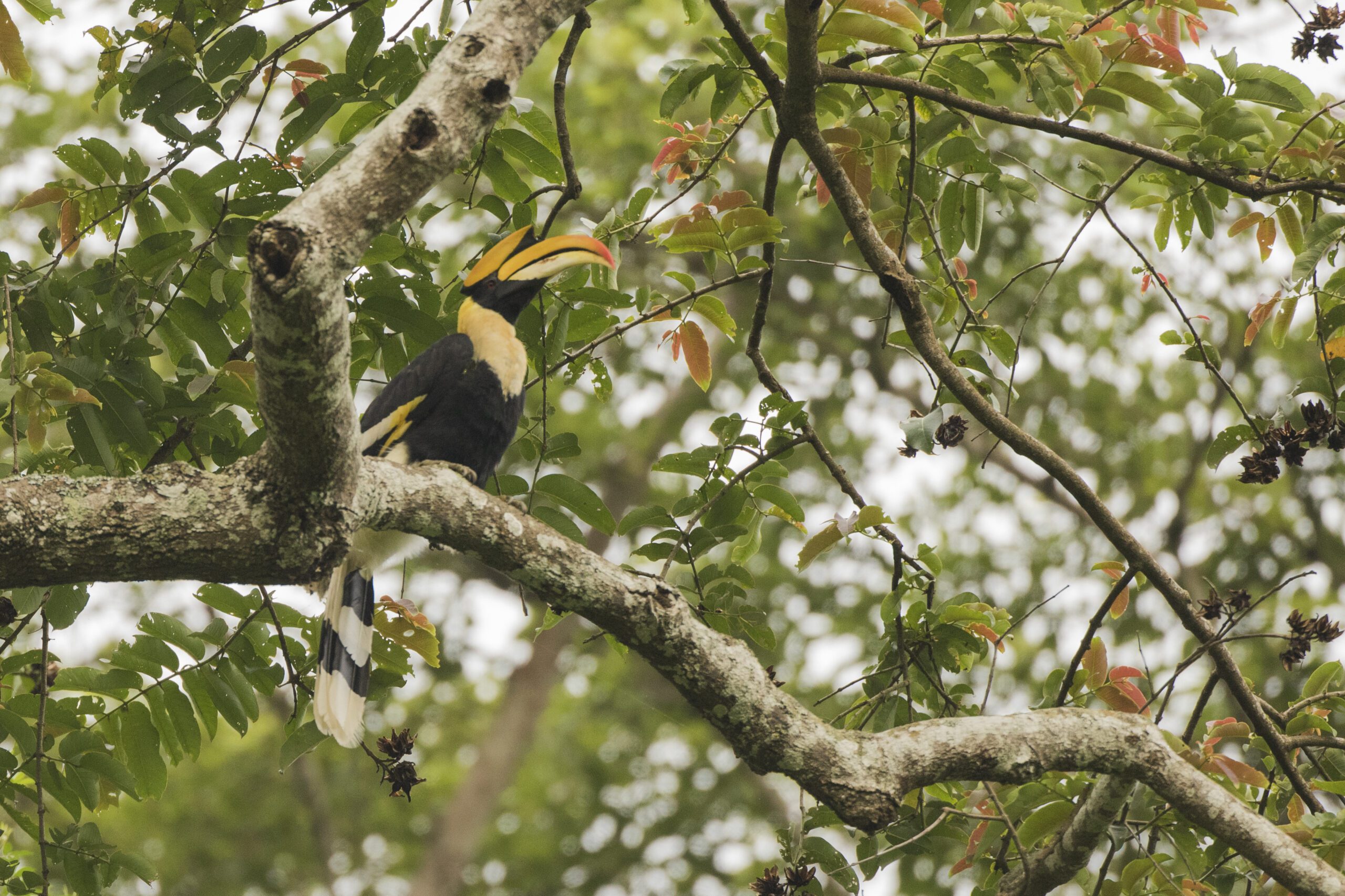 Selfdrive langs jungles en stranden (9 dagen, 8 nachten)