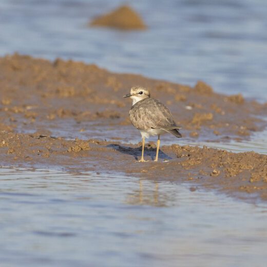 Long-billed-plover