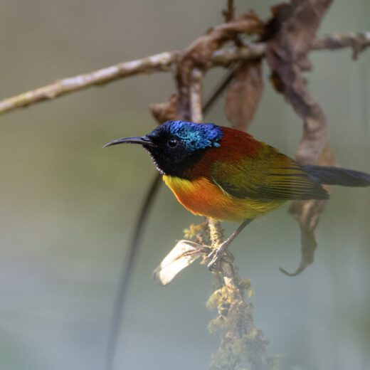 Green-tailed sunbird