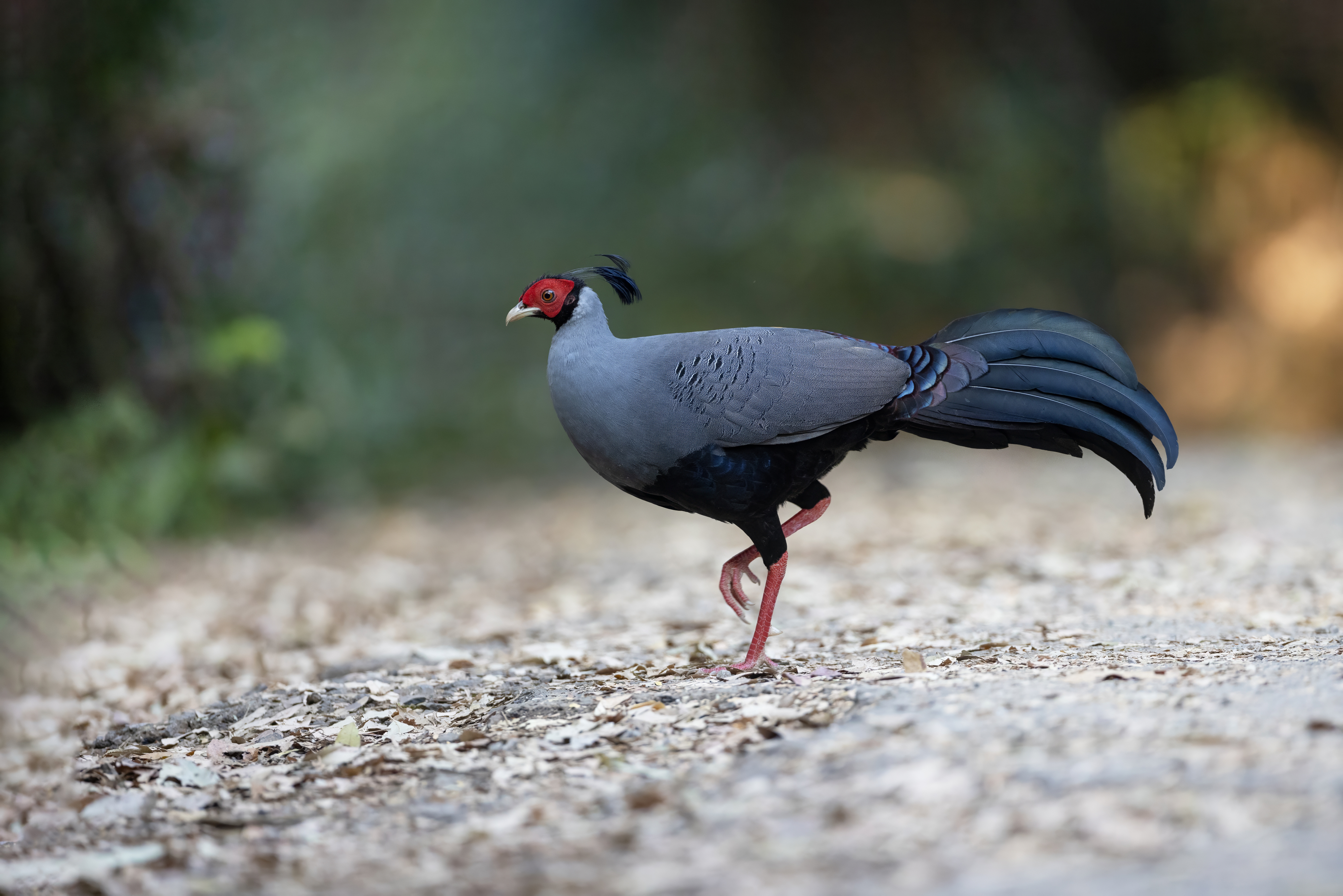 Siamese fireback-2