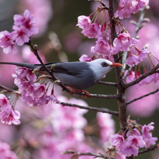 White-headed bulbul-2