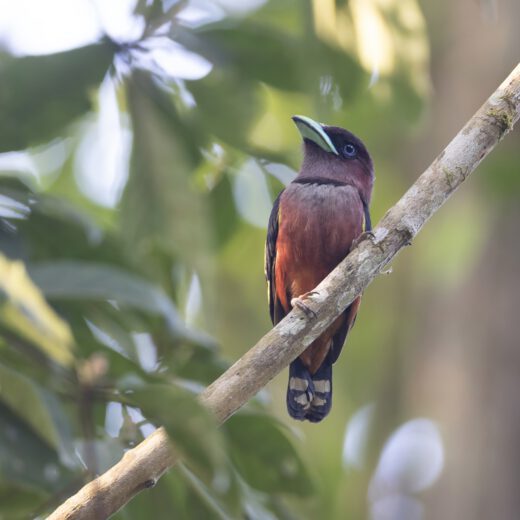 Banded broadbill