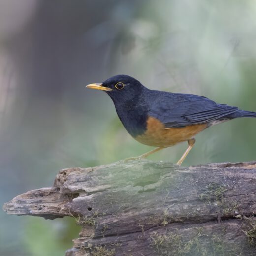 Black-breasted thrush-2