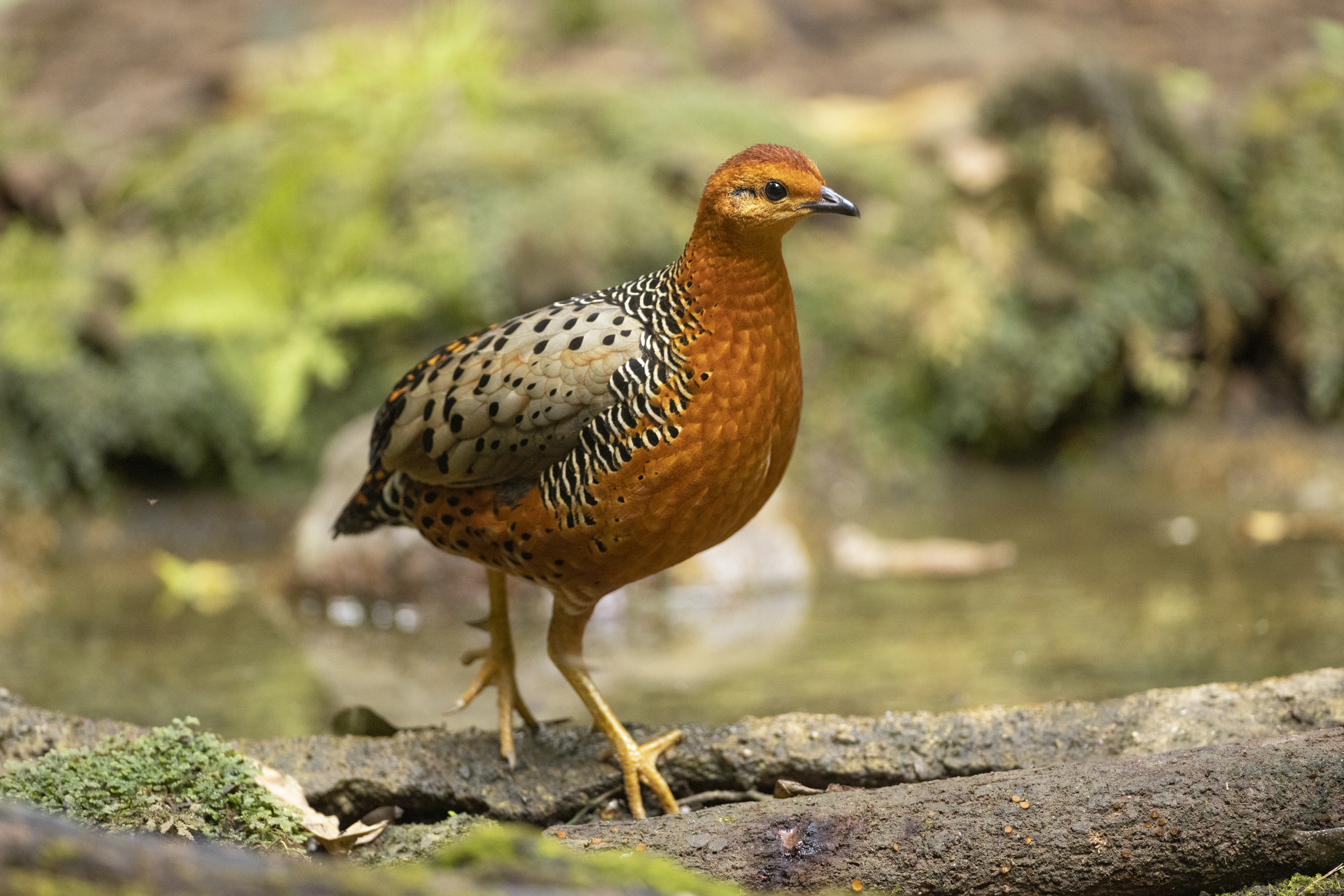 Ferruginous partridge