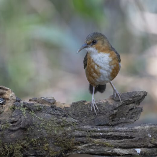 Red-eyed scimitar babbler-2