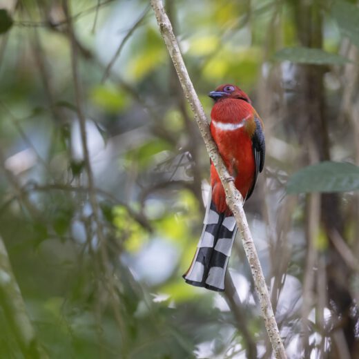 Red-headed trogon-2
