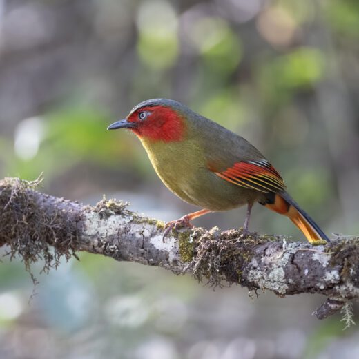 Scarlet-faced liochicla-2