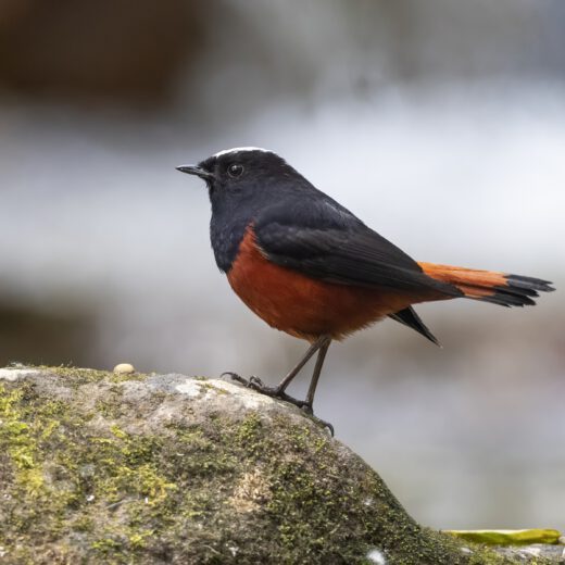 White-capped redstart 2-2