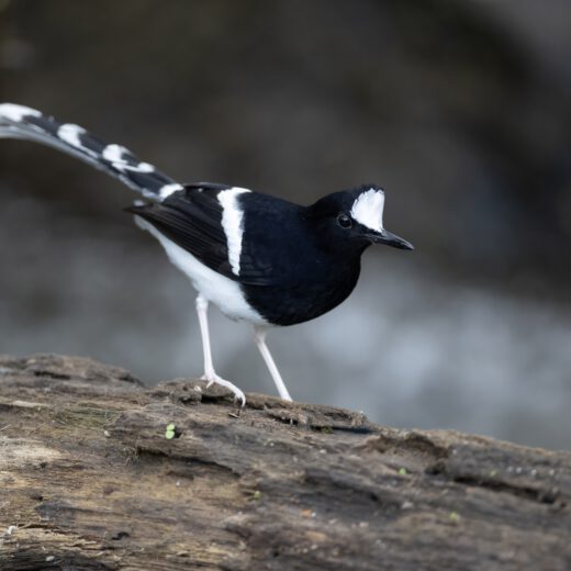 White-crowned forktail-2