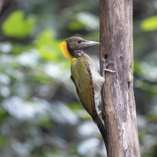 Greater yellownape female